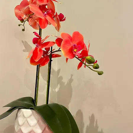 Apartment Nataly New Luxury On Black Sea *